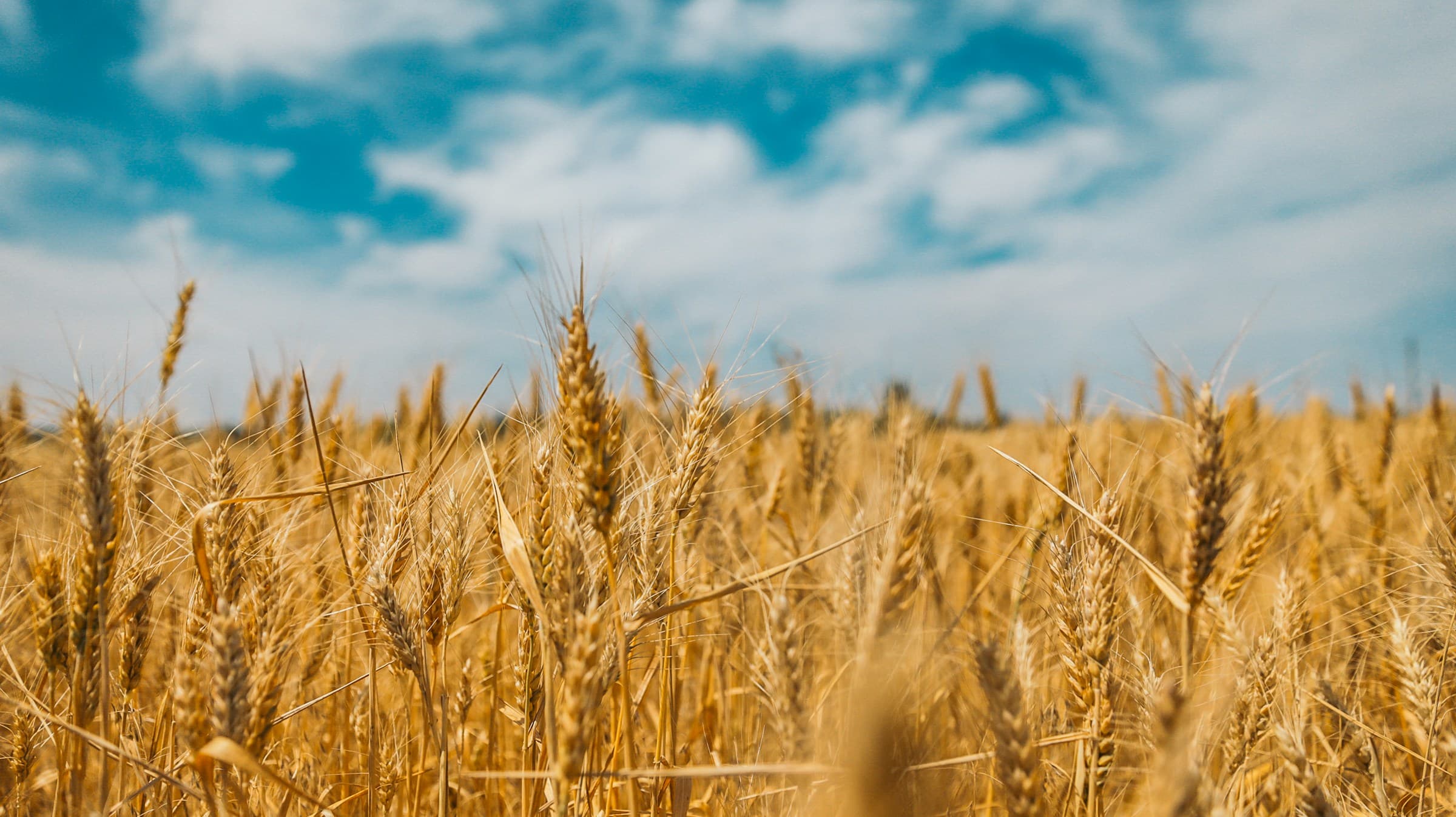 Ukrainian wheat field